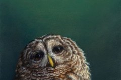 The Owl and Twilight