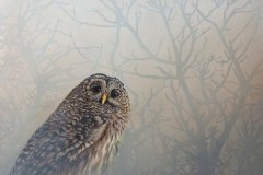 In a Veil of Fog