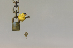 The Theft